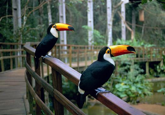 melhores-lugares-para-viajar-no-Brasil-sozinho-foz-do-iguaçu-parque-das-aves Os 10 melhores lugares do Brasil para se viajar sozinho (a) 