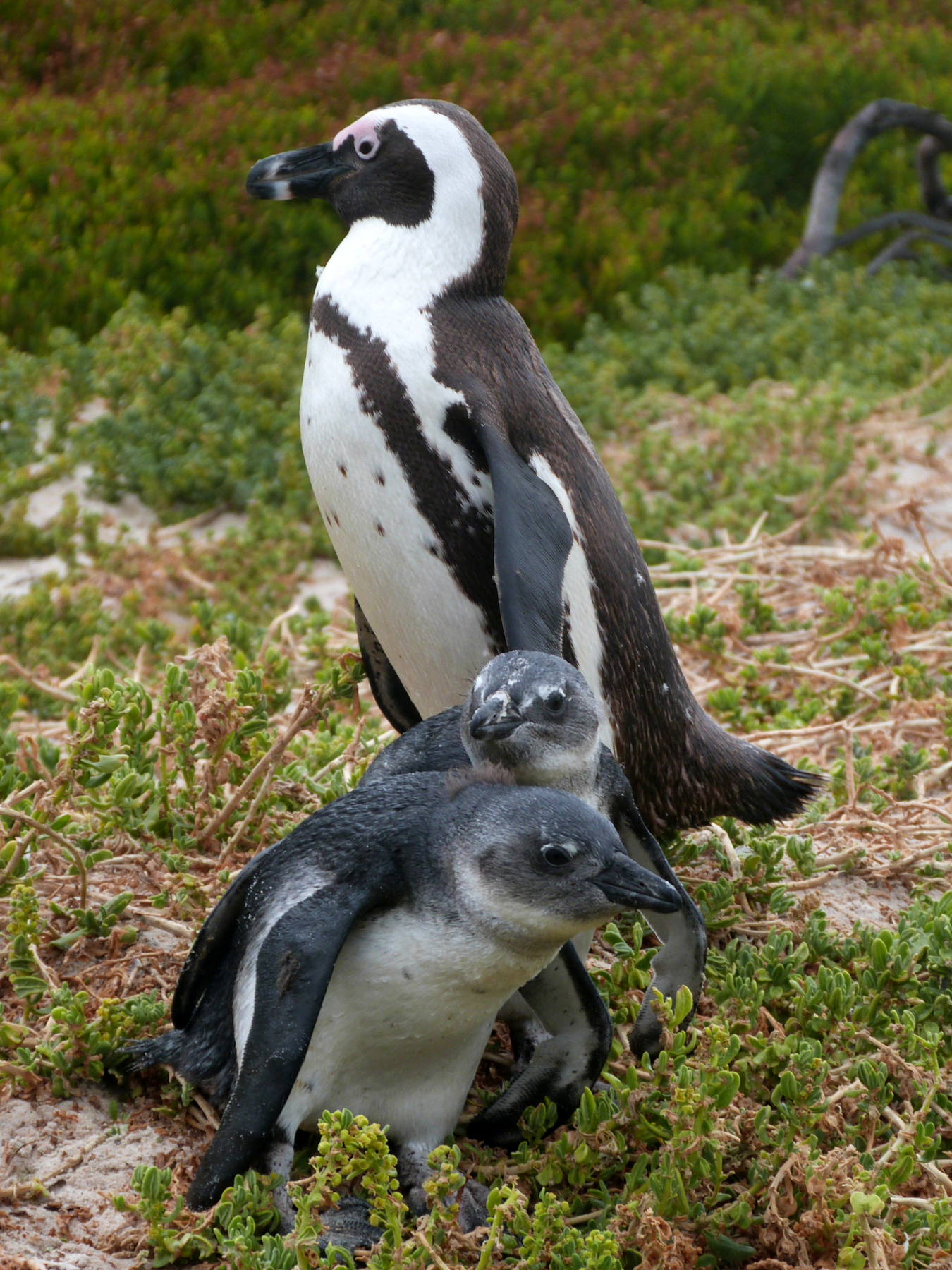 Roteiro Cidade do Cabo 4 a 7 dias boulders beach pinguim
