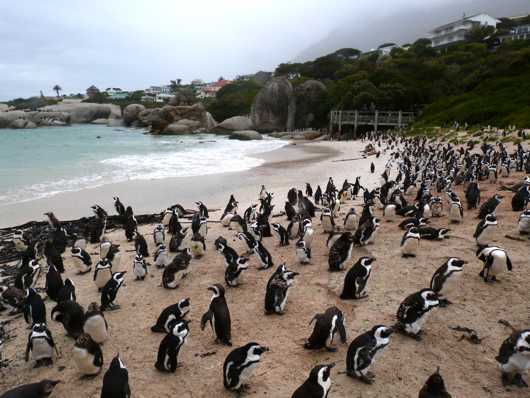 Roteiro-Cidade-do-Cabo-4-a-7-dias-boulders-beach-praia-dos-pinguins Roteiro Cidade do Cabo 4 a 7 dias (Sensacional)! 