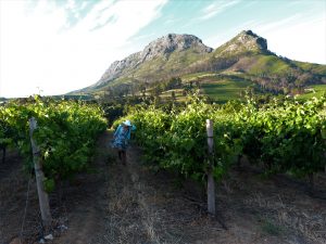 Rota dos vinhos em Cape Town Stellenbosch e Franschhoek 1 Rota-dos-vinhos-em-Cape-Town-Stellenbosch-e-Franschhoek--300x225 Rota dos vinhos em Cape Town Stellenbosch e Franschhoek