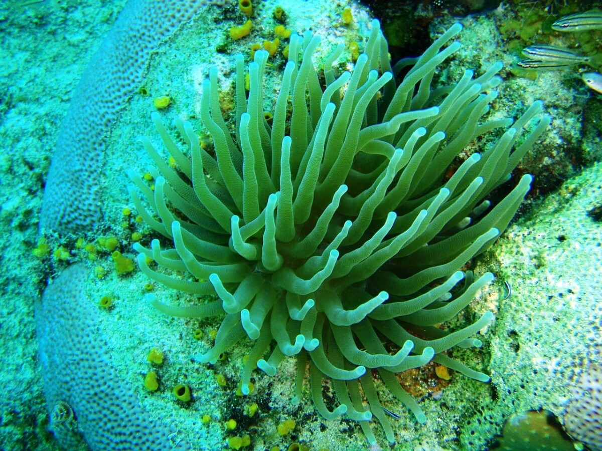 corais perigo em san andres